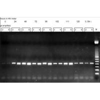 即用型 You-Prime 第一链 cDNA 合成磁珠