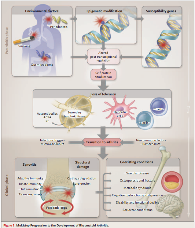 自身免疫疾病简介及人源化靶点介绍
