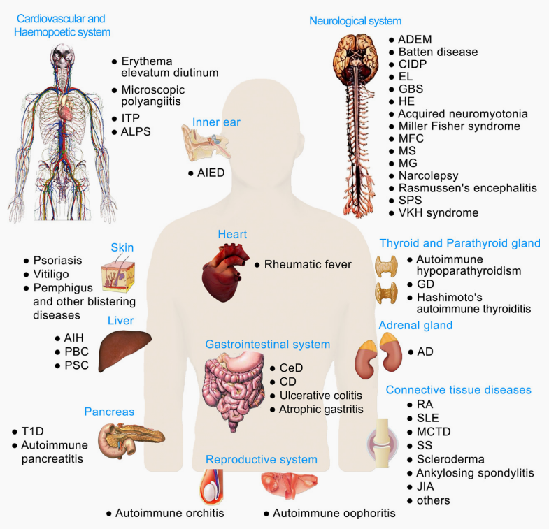 自身免疫疾病简介及人源化靶点介绍