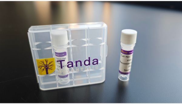 斑马鱼 Pcna 兔多抗