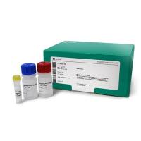 TempliPhi 大分子量载体构建试剂盒