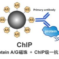 CHIP实验