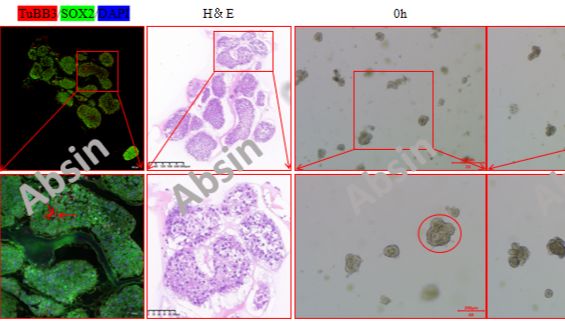 动物脑类器官培养全攻略