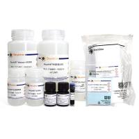 BeyoWB™ 80分钟电泳转膜与Western检测试剂盒