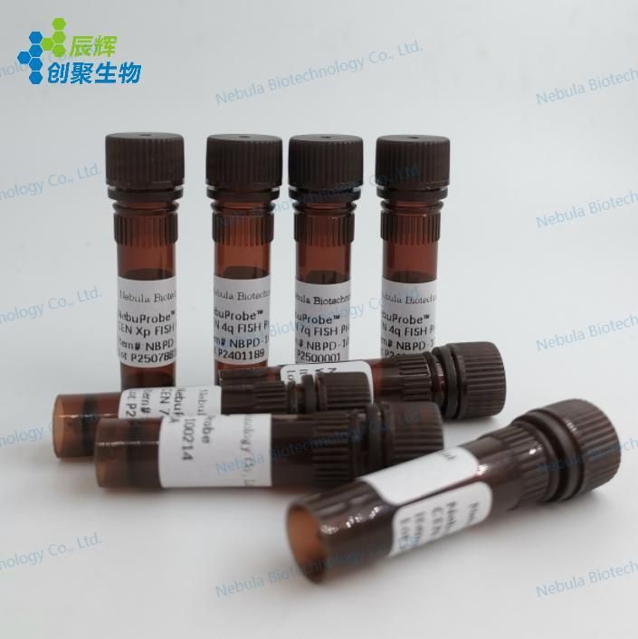 荧光原位杂交探针（检测探针) CKS1B/CDKN2C(P18) Amplification/Deletion Probe探针 CKS1B/CDKN2C(P18) Amplification/Deletion Probe