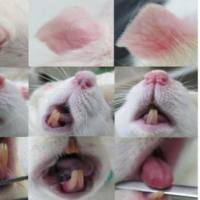 寒证热证动物模型