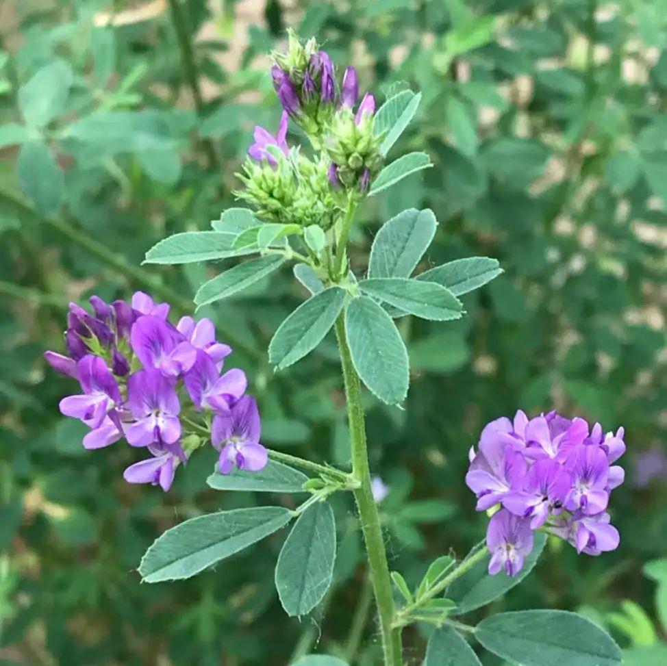 苜蓿、燕麦等物种蛋白等多种营养品质指标