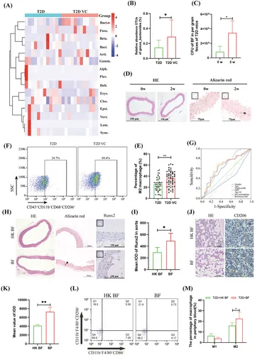 病理和免疫组化分析 病理和免疫组化分析