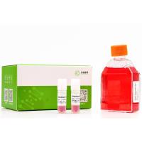 PIP4K2A基因敲除细胞(HEK293)