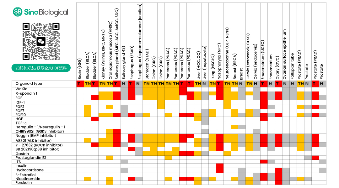 终于等到你！义翘神州类器官培养物再添一批“大将”