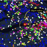Cell DIVE 单细胞空间蛋白组学分析服务