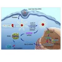 DNA功能化的金纳米颗粒包封DNA/RNA双链体和多柔比星（DOX）