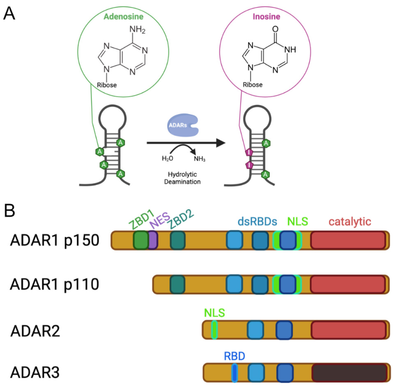 RNA编辑打了一场翻身仗，走出CPISPR的阴影甚至将其超越