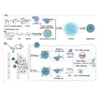 丙 烯 酰 胺DNA（acDNA）结合sgRNA、ASO和Cas9形成三元复合物