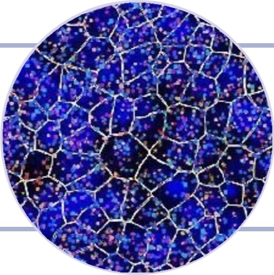 Xenium 亚细胞空间原位分析技术服务