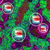 DSP数字空间WTA全转录谱分析服务