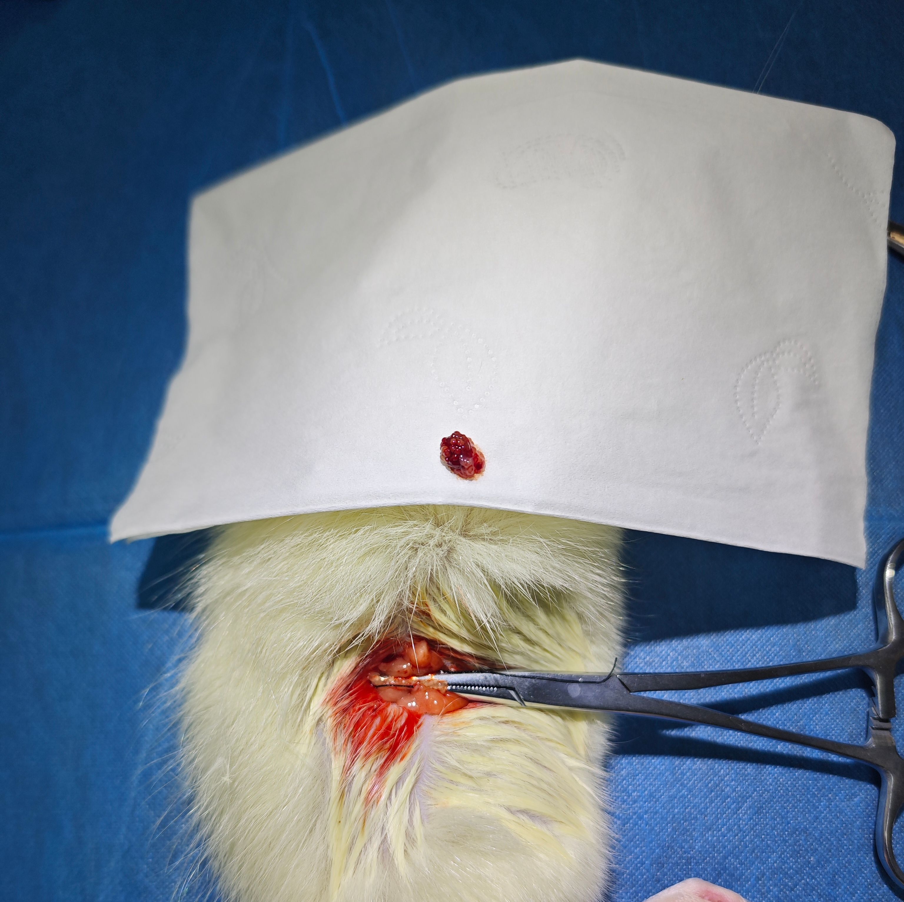 骨质疏松动物模型