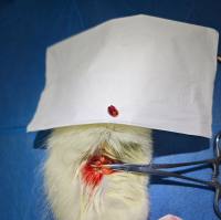 骨质疏松动物模型