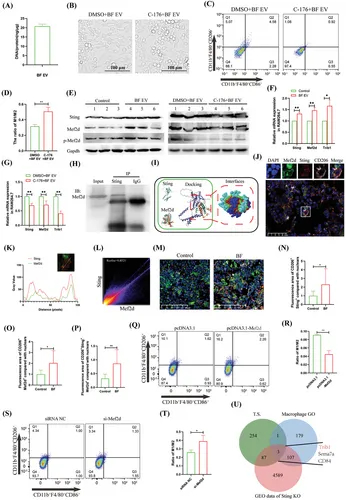 Western blotting分析 Western blotting分析