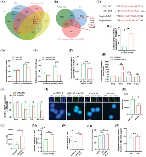 双荧光素酶试验分析 双荧光素酶试验分析