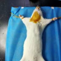 颈椎病动物模型