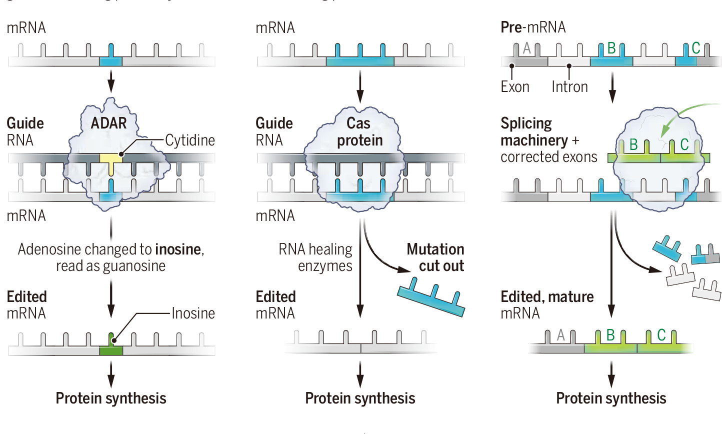 RNA编辑打了一场翻身仗，走出CPISPR的阴影甚至将其超越
