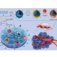 pH响应型电荷翻转血管紧张素(Ang)修饰的红细胞膜(RBCm)包裹碳 酸 酐 酶(CA)-siRNA纳米复合物