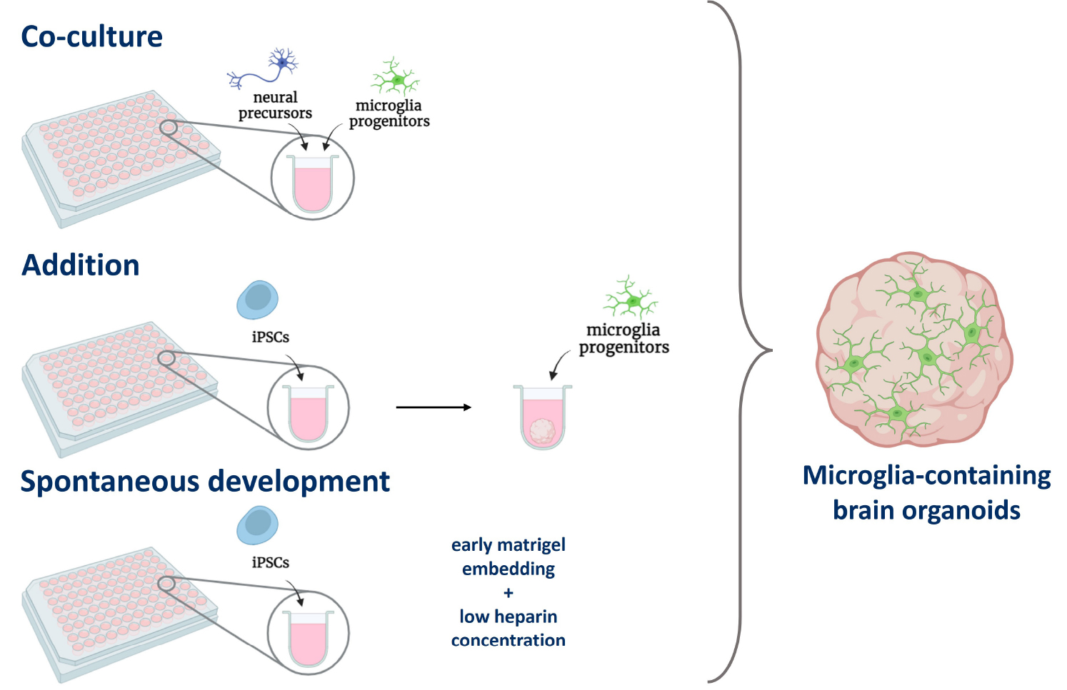 高分综述：探讨含小胶质细胞脑类器官（MC-HBOs）模型的构建及未来