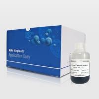 瑞贝西磁性纳米材料应用 表面活化磁珠、核酸提取纯化磁珠、蛋白/抗体纯化磁珠、细胞分选磁珠