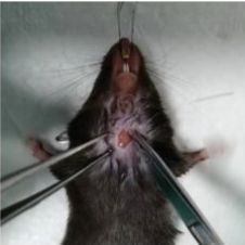 支气管哮喘动物模型