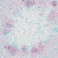 番红-固绿染色（软骨）