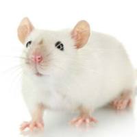 肝郁脾虚动物模型