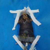 感染性休克动物模型