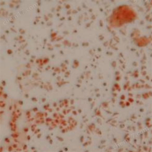 茜素红染色实验