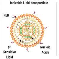 固体脂质纳米粒包封鞣花酸