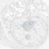 透射/扫描电镜检测