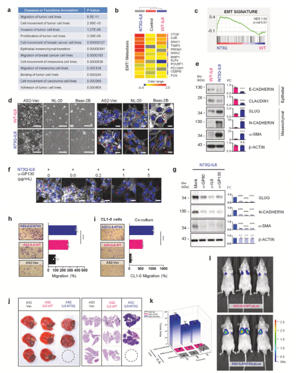 image.png 国立成功大学团队揭示糖基化缺陷的IL-6调控肺癌进展及耐药的新机制