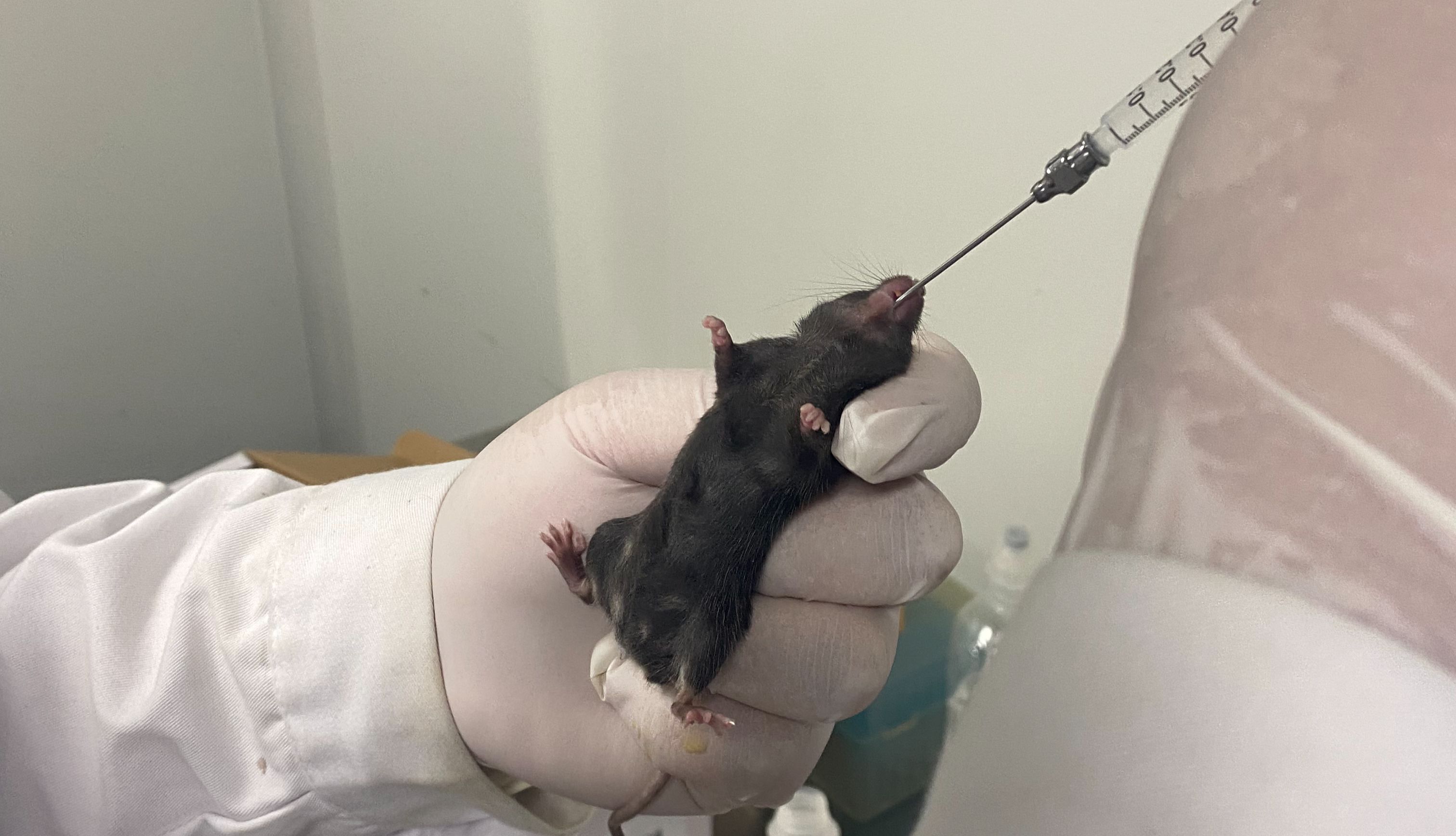 CDX模型与PDX模型：肿瘤研究的“双子星”