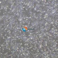 人毛乳头细胞-永生化 