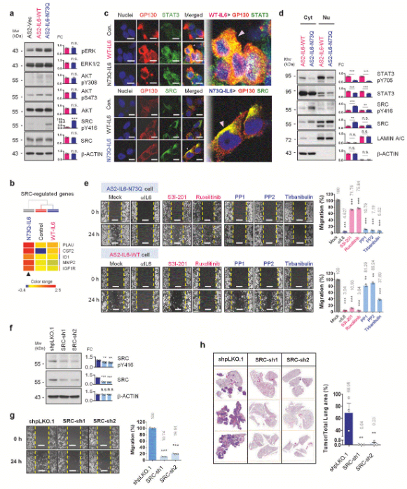 image.png 国立成功大学团队揭示糖基化缺陷的IL-6调控肺癌进展及耐药的新机制