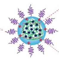 QC0.44-g-PLA两亲性共聚物胶束包载紫杉醇(PTX)和昊茱萸碱(EVO)