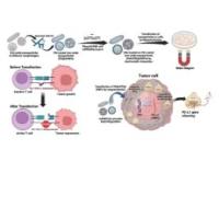 负载DNA的氧化铁超顺磁性纳米颗粒被PEI修饰