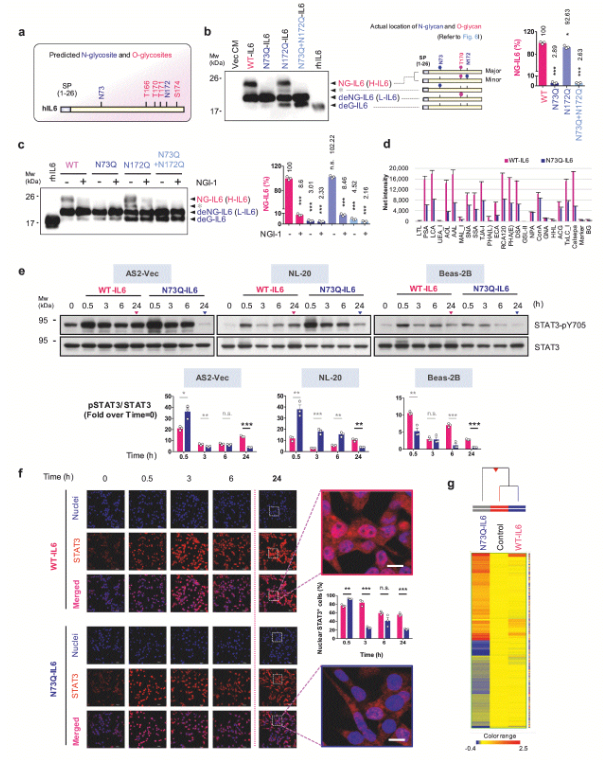 image.png 国立成功大学团队揭示糖基化缺陷的IL-6调控肺癌进展及耐药的新机制