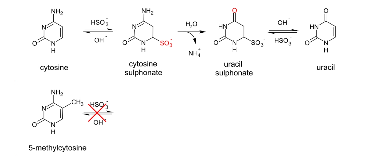 上新|5min甲基化超快速BS转化试剂盒，新增磁珠法！
