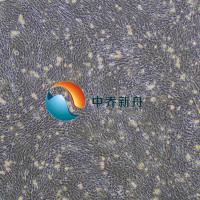 小鼠角膜基质细胞永生化