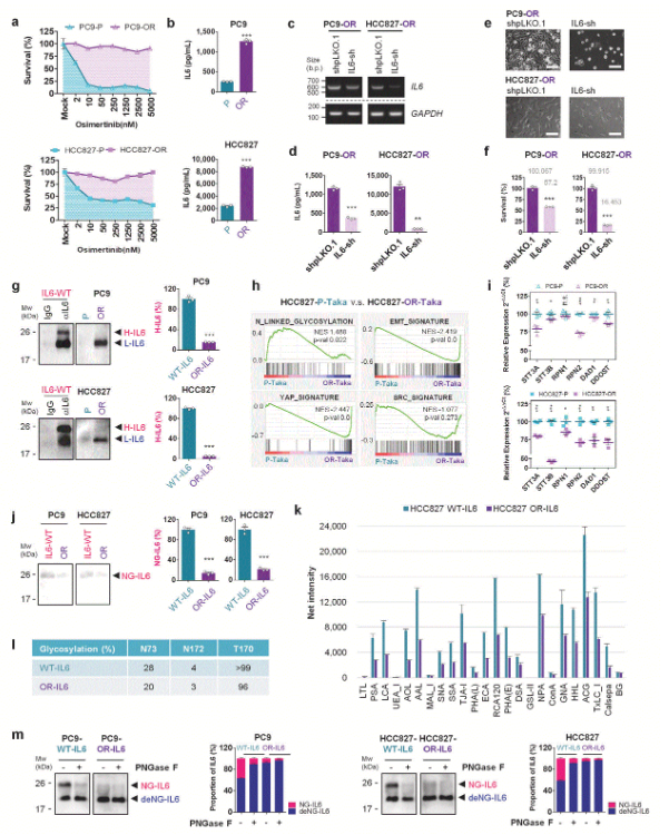 image.png 国立成功大学团队揭示糖基化缺陷的IL-6调控肺癌进展及耐药的新机制