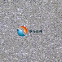 人脑血管周细胞-永生化