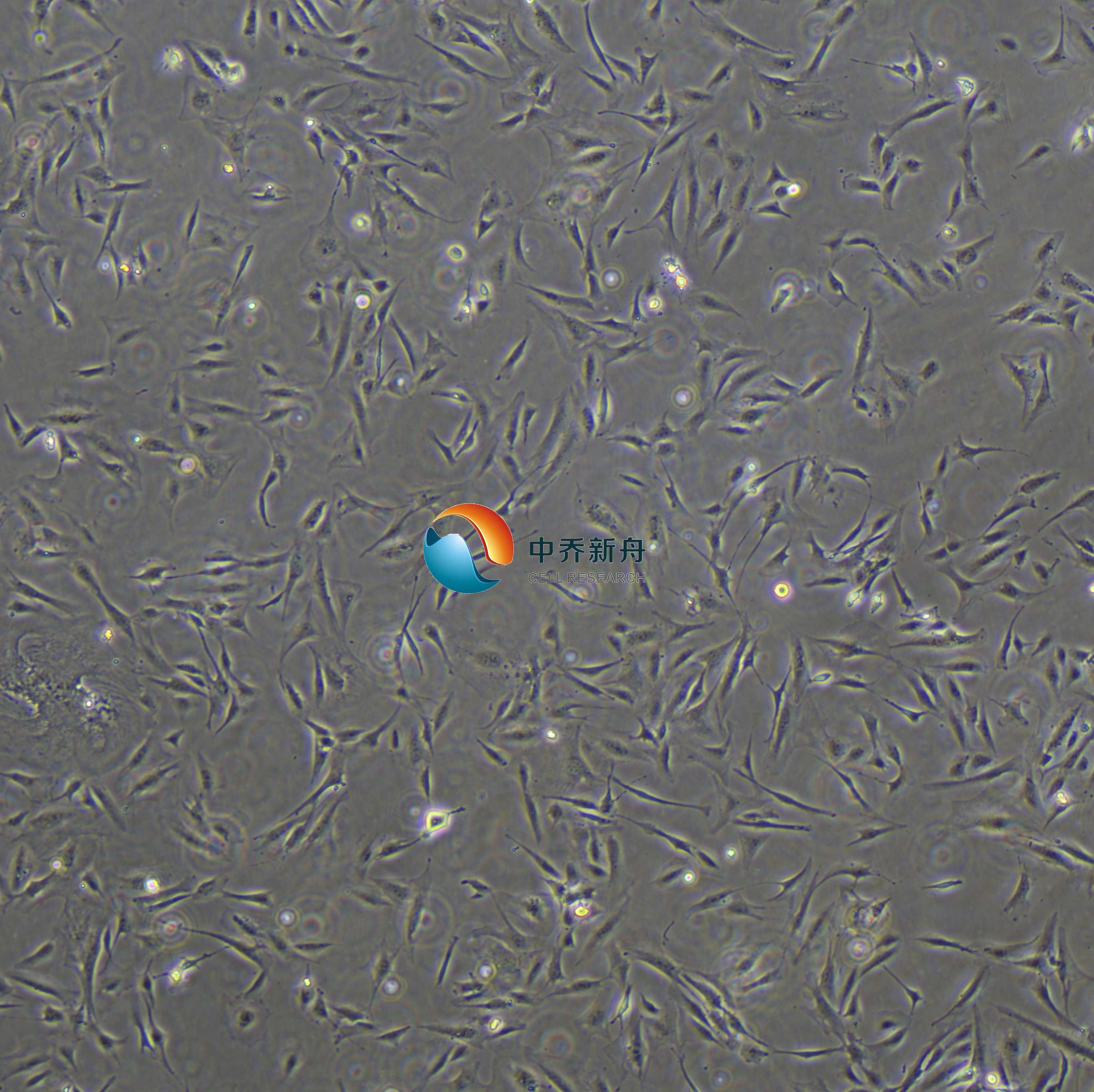 人软骨细胞-永生化