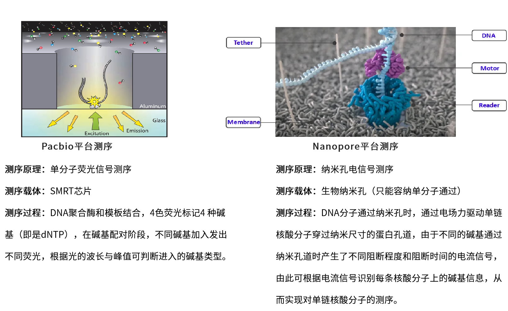 新手必看！Nanopore 与 Pacbio，三代测序技术解析入门指南！