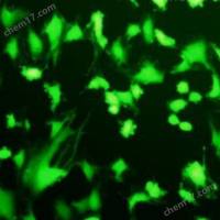 细胞ROS氧化分析